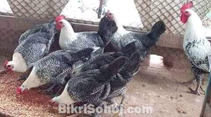 ফাউমি মুরগির